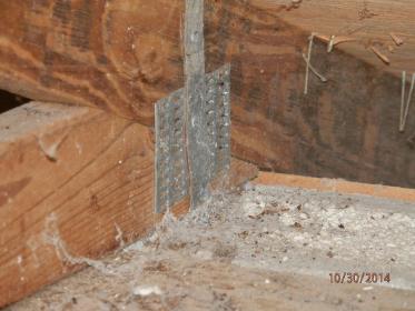 Mold growing on interior of a house